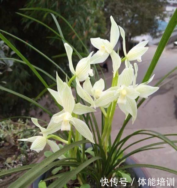 兰花土埋“一料”,不干尖不黄叶,7天蹭蹭冒笋,独苗变层叠群兰!