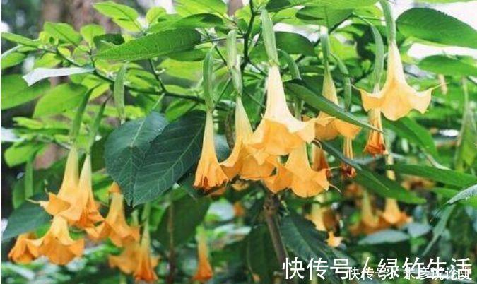 养花试试此几款，花量超大的，天气越热，开花越美