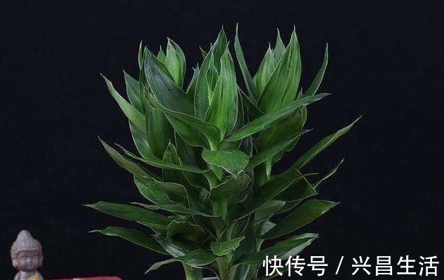 叶子|水培富贵竹,“用水”很关键,做好根系棒,叶子油绿“蹭蹭长”