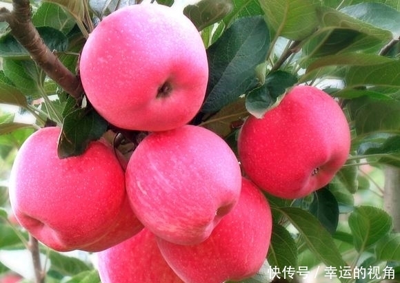 身材|苹果和此物一起煮,每天一碗,湿气没了,小肚子不鼓了,身材超棒