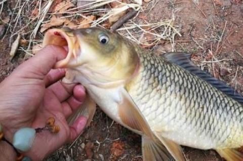 蚯蚓|蚯蚓钓鱼已成过去,老渔翁教你只要2个蛋,半天就能钓90斤