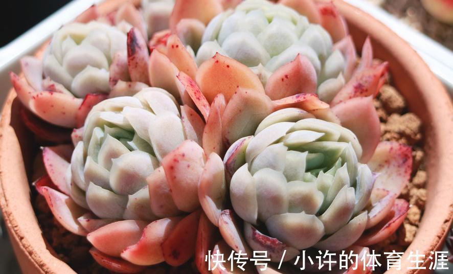 窗台阳台养多肉需要注意什么,懂得这3点,你好多肉植物也好