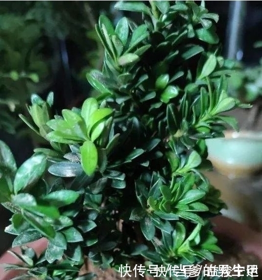老桩|种“罗汉松”用枝条，掰一根插土里，不久之后便可成为老树桩！
