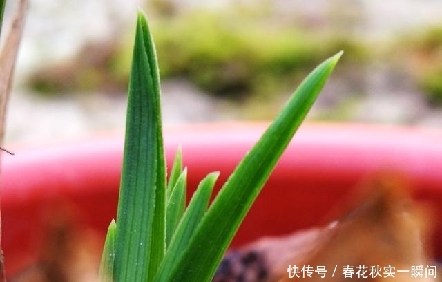 刚买的兰花怎么种?4种常犯的错误,新手兰友要学会避免