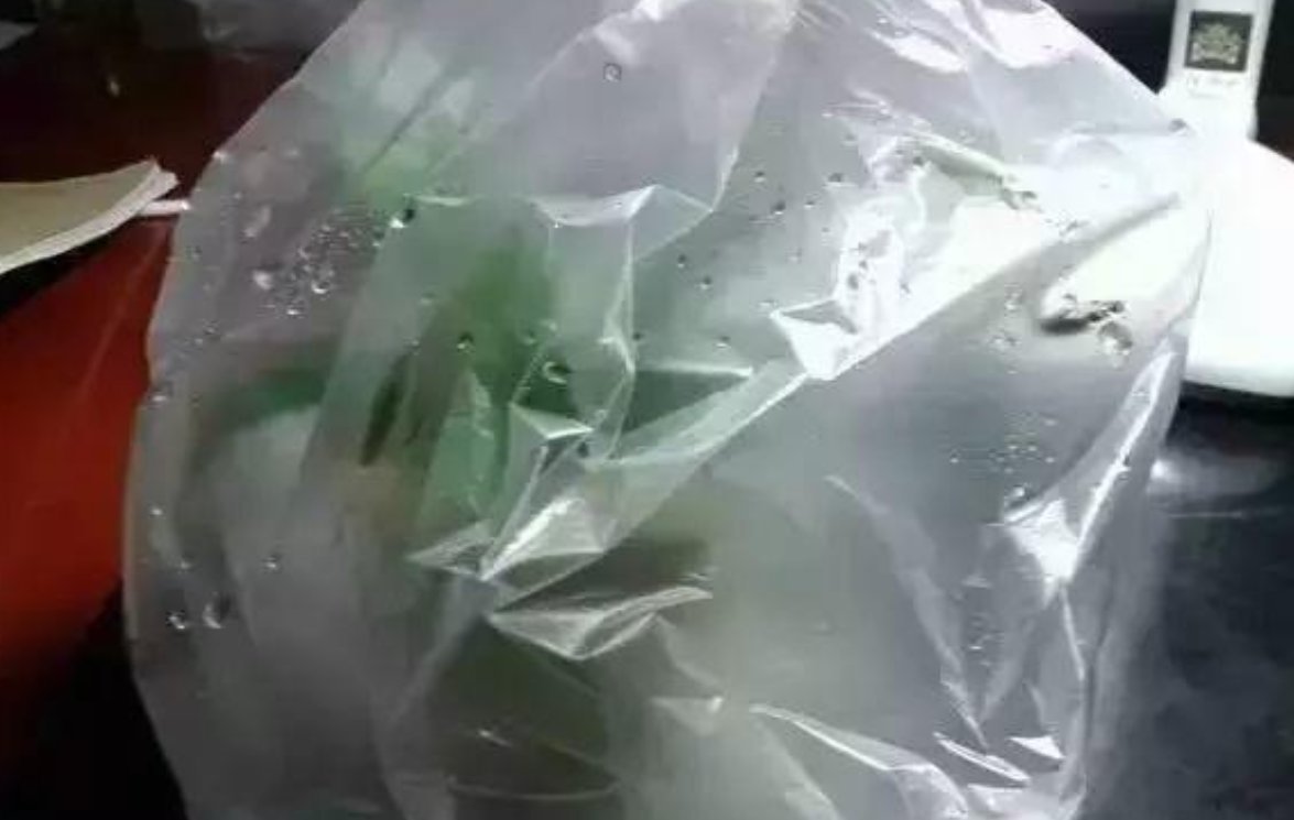 塑料袋|被当成垃圾的塑料袋,其实是个“宝”,用来养花效果好