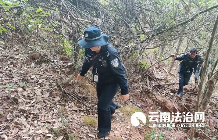 大山|大姚森警：用脚步丈量大山 做生物多样性的守护人