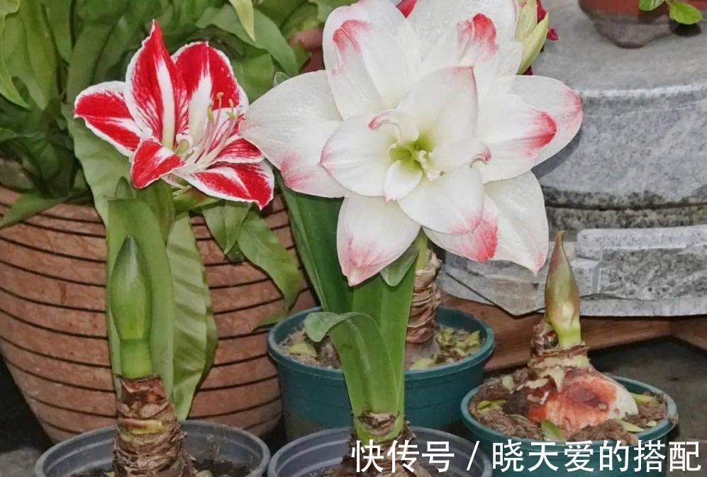 适合十月养的“14种花”,成活率高,能早日开花,喜欢别错过