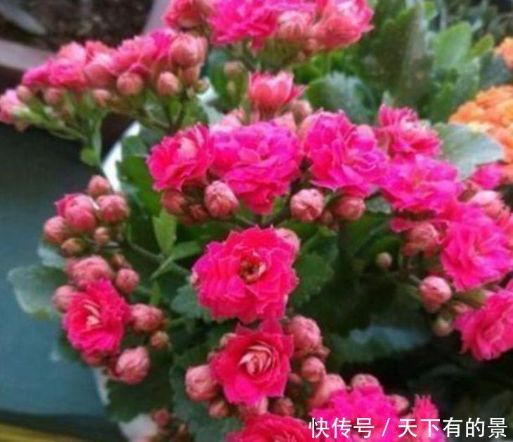 4种富贵花,添福添贵添好运,叶子油绿,花朵艳,养着省心