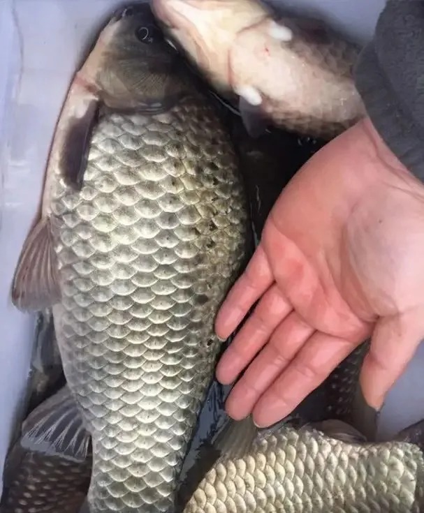 酒米|打窝不上鱼,别人却在连竿,基本上是这几个思路错了!