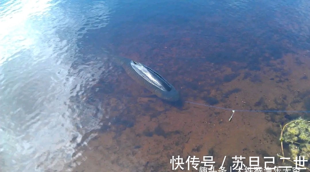 绝密钓技草鱼篇,教你三招草鱼绝杀钓法,助您从此不空军