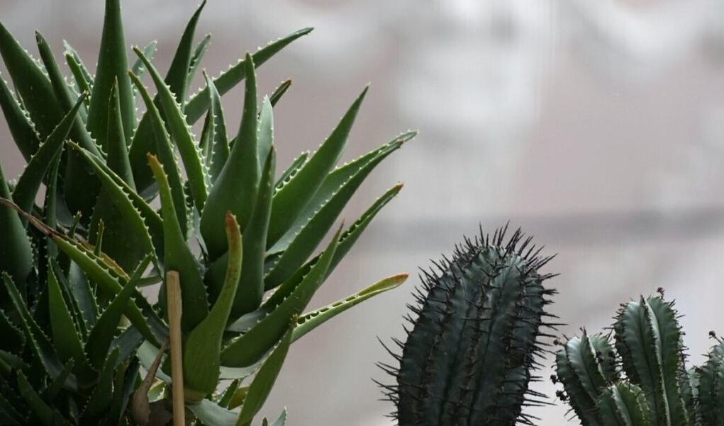 不夜城芦荟好养，易繁殖，为什么轮到自己养却徒长又干瘪