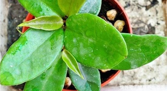 6种繁殖能力强的花草，掐根枝条插土里，好养易生根，一盆变多盆！