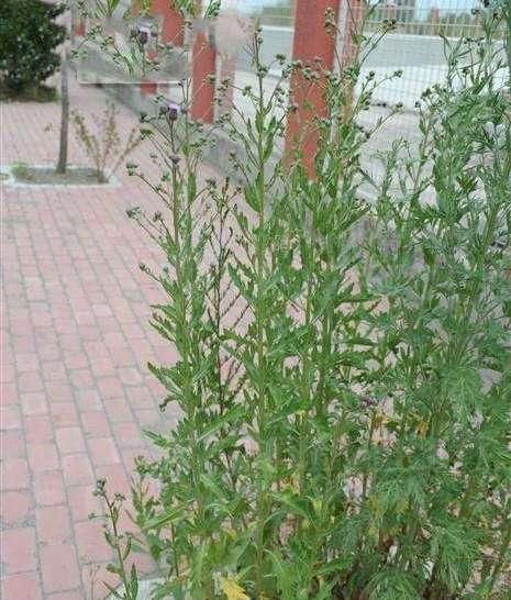 克星|它是风湿关节炎的克星,学名“顶羽菊”,农村很常见,遇到别错过