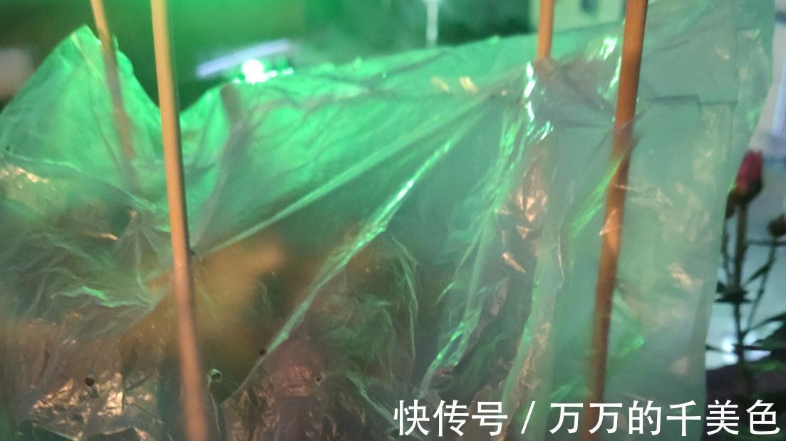 蟹爪兰,秋季苏醒后这样管理才能叶片不萎蔫、花开爆盆不落蕾