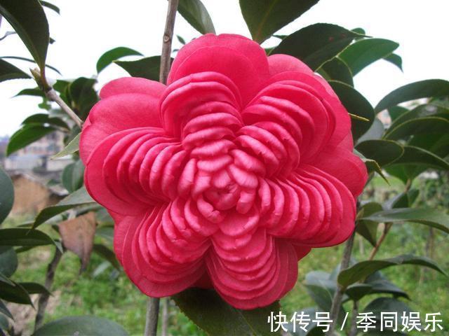 养茶花做好以下7点,叶片油亮、花朵艳丽、轻松开爆盆