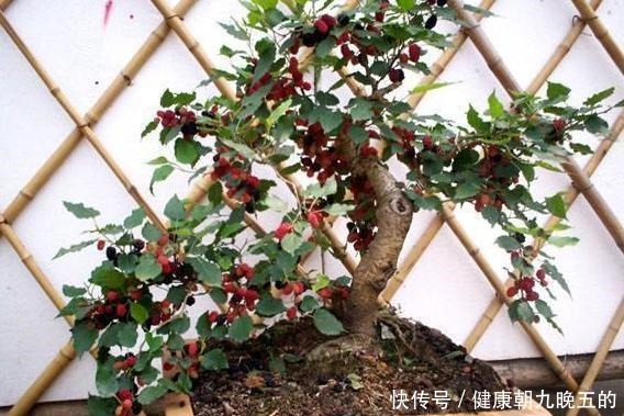 此种果树不怕寒冷,最适合冬春育苗,当盆栽观赏价值不比花草差!