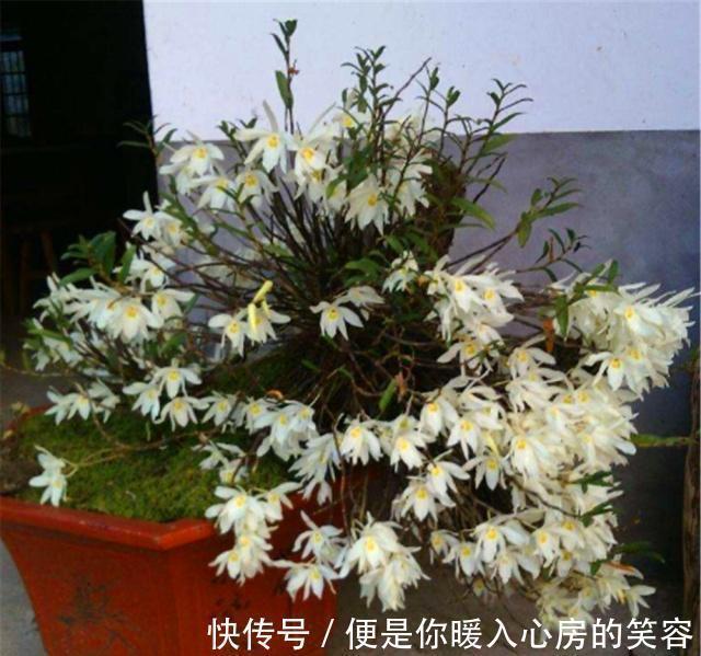 铁皮石斛|4种“名贵中药”做盆景,一养就是30年,土豪出价“5万”都不卖!