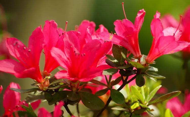 枝条|杜鹃花花后难养护，不用愁，几点建议送给你