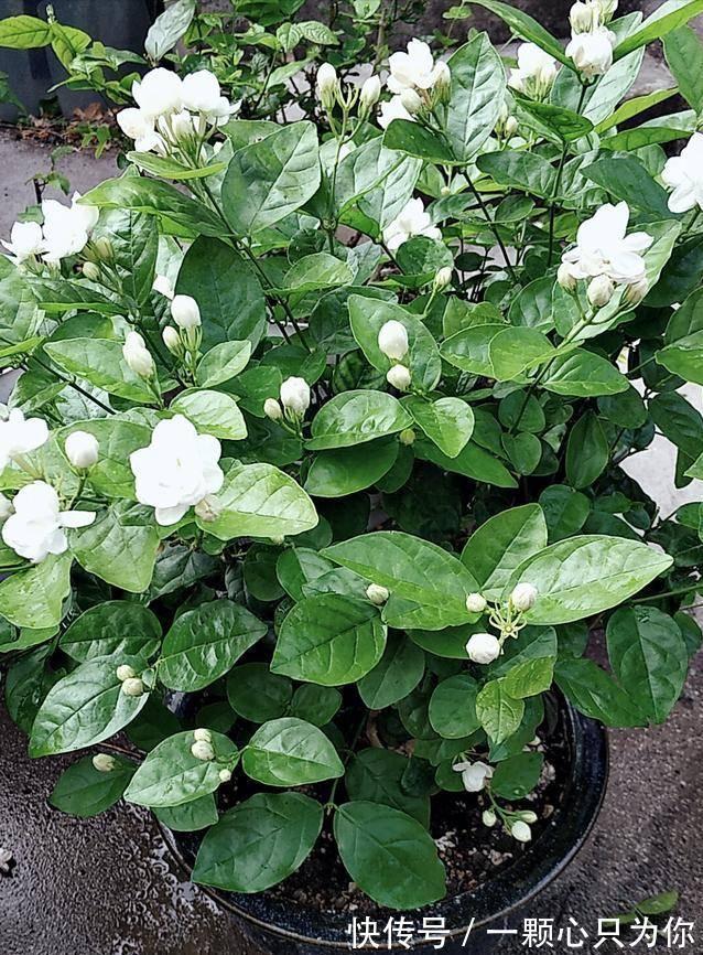 秋天养茉莉,3个“要点”要牢记,不然黄叶,落叶子,拖拉一米长