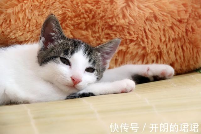 世代|猫和老鼠成为世代冤家, 因为十二生肖选拔