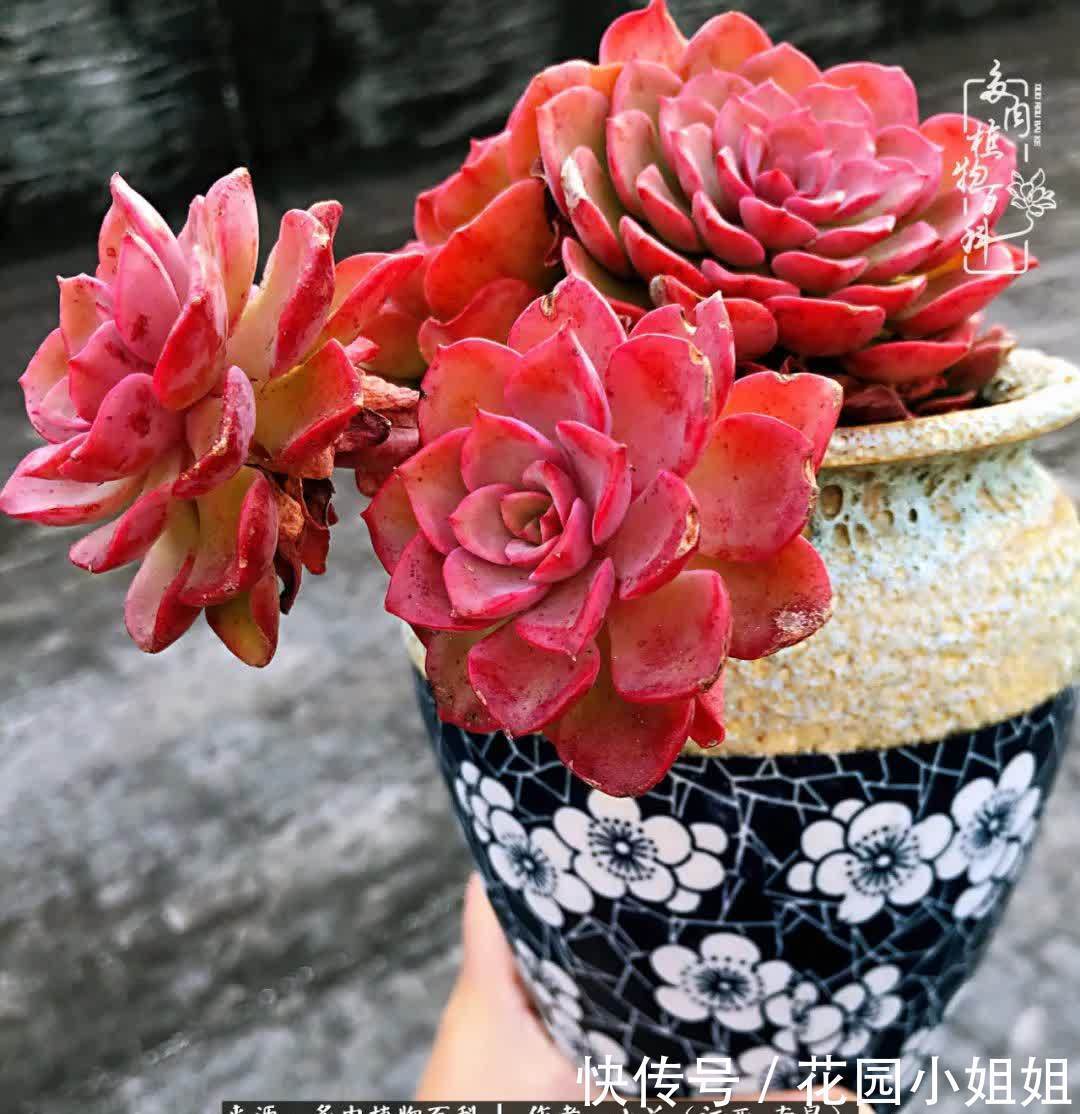 我的多肉宝宝美图，愿能给大家带来一丝轻松与愉悦！