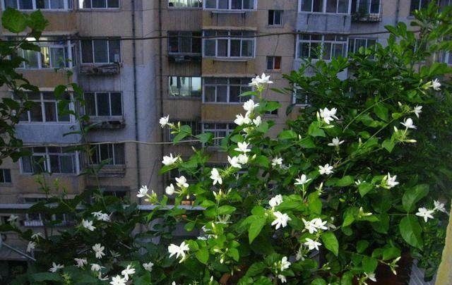 只要掌握这3点,就能让你的盆栽茉莉多开花、花更香,以后不愁没花看