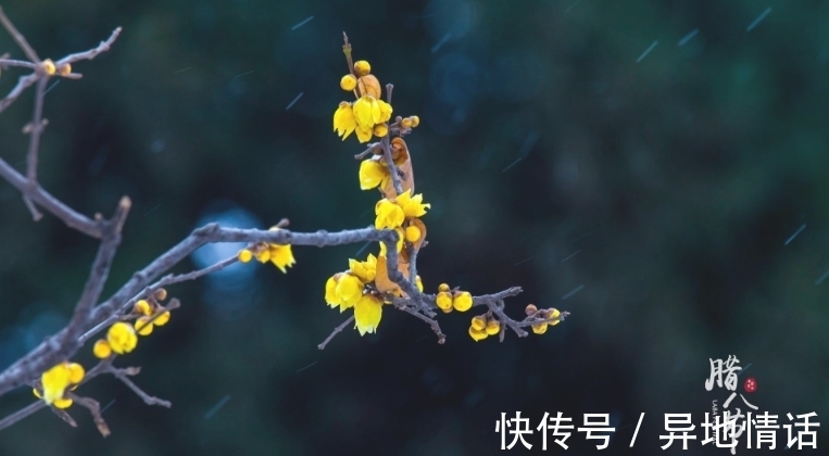 传统节日#诗词鉴赏-腊八|十二首有关腊八的古诗词,带给你不一样的腊八节