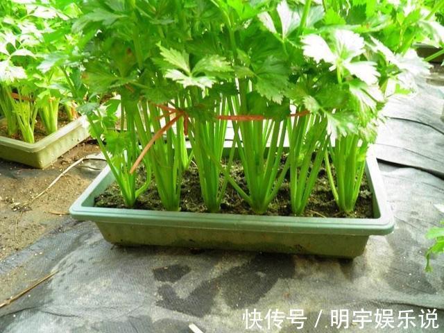 厨房吃不完的5种菜，种“花盆里”，变盆景开花美，能吃好几茬