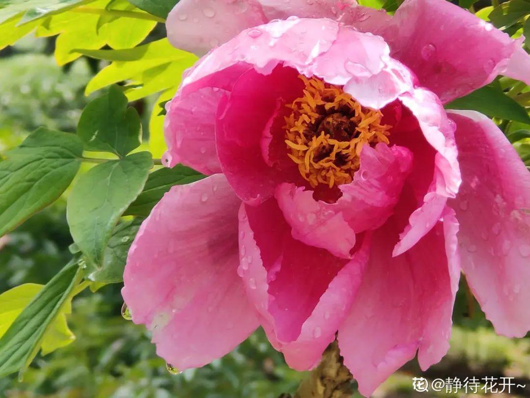 营养液|马上进入花期的花,10天一次肥,下个月就开花