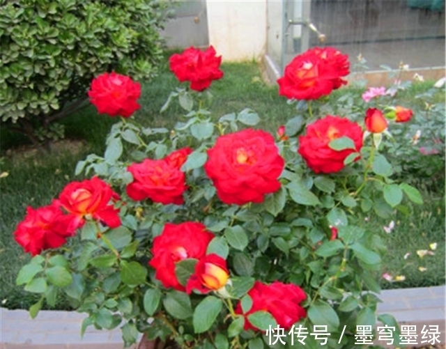 冬天月季要巧剪,“3个技巧”很实用,学会了春天新枝多又壮
