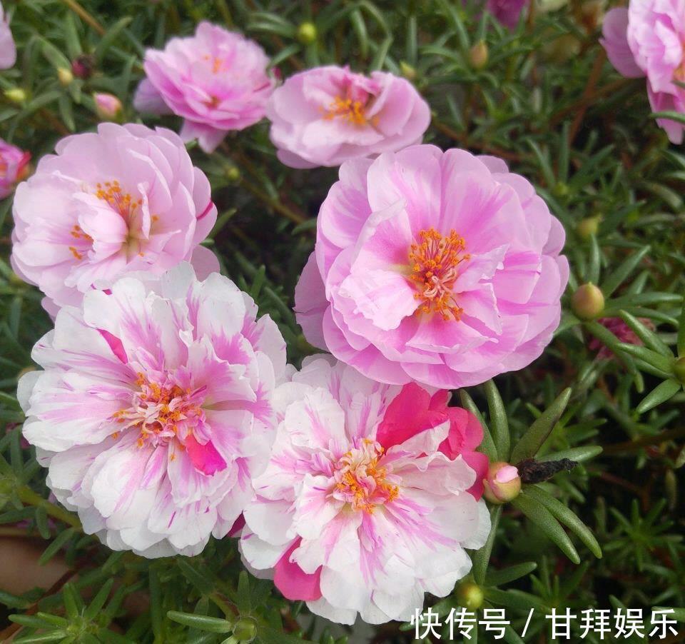 阳台|太阳花怎么过冬？用一种方法，顺利过冬，来年开花更多更美