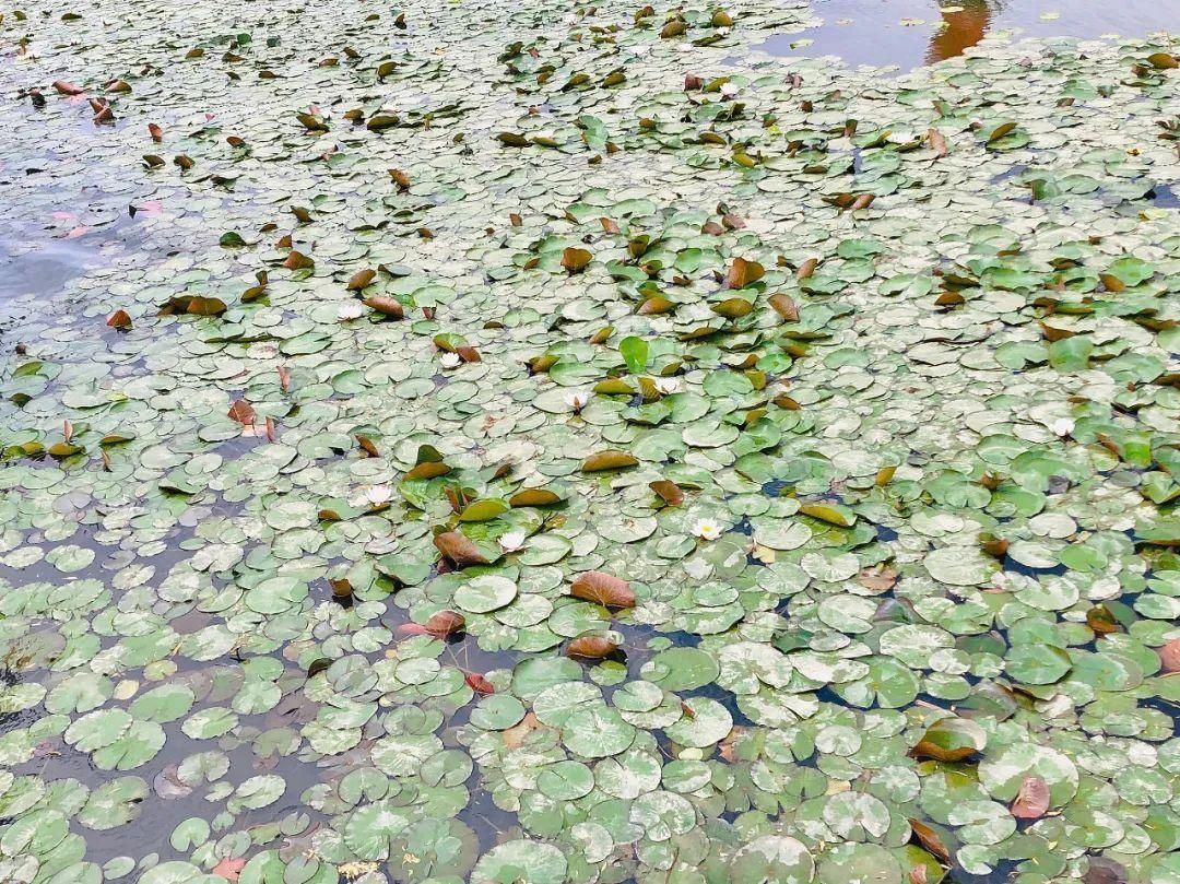 白银黄河湿地公园|正是赏莲好时机！白银黄河湿地公园睡莲盛开美如画，别错过哦！