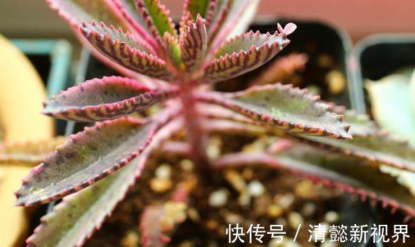 不死鸟|听名字以为是鸟，实际是“养不死”的绿植，不浇水都能蹭蹭长