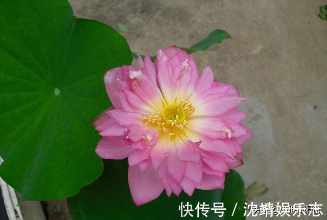 会长势|3种植物，越淋雨长得越快越好，叶更绿，花更美，爆盆快！