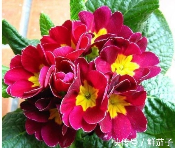 4种花号称开花能手，不用管也能繁花似锦，花色美轮美奂