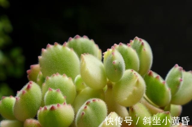 养护|多肉是懒人植物是花店老板最善意的谎言,尤其是病虫害,懒真不行