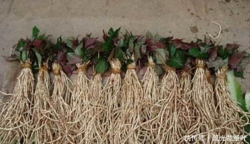  不妨|餐桌上的前列腺炎“特效药”，男人不妨多吃些，炎症或会自动消失