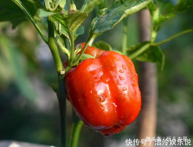 紅燈籠辣椒去濕解毒,舒緩神經(jīng),掌握三項,種出優(yōu)質(zhì)紅燈籠辣椒來