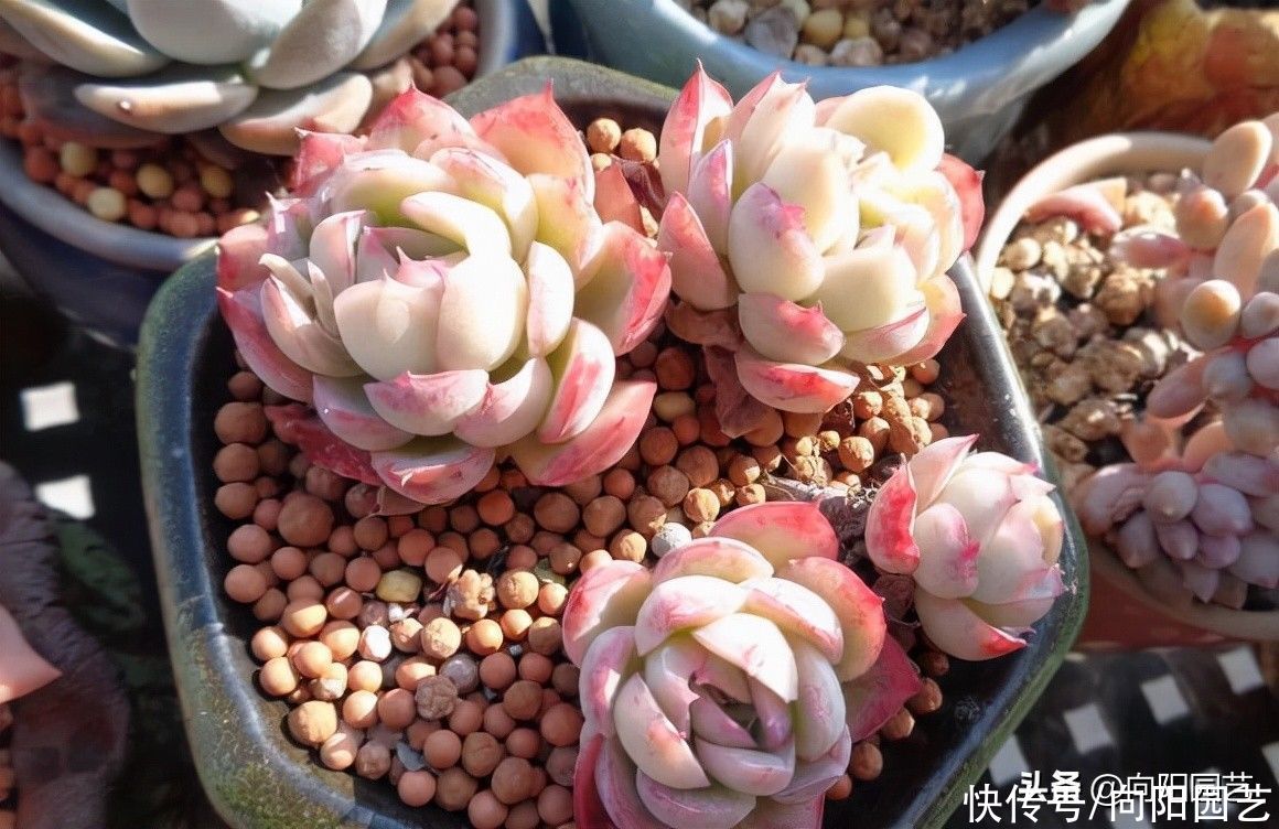 多肉植物|接触了多肉，深深地被它痴迷，花了上千块买多肉，有点后悔了