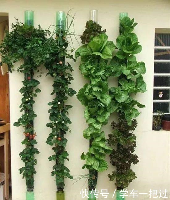 王奶奶用塑料瓶子,养出“花园、菜园”,好羡慕,再不扔了!