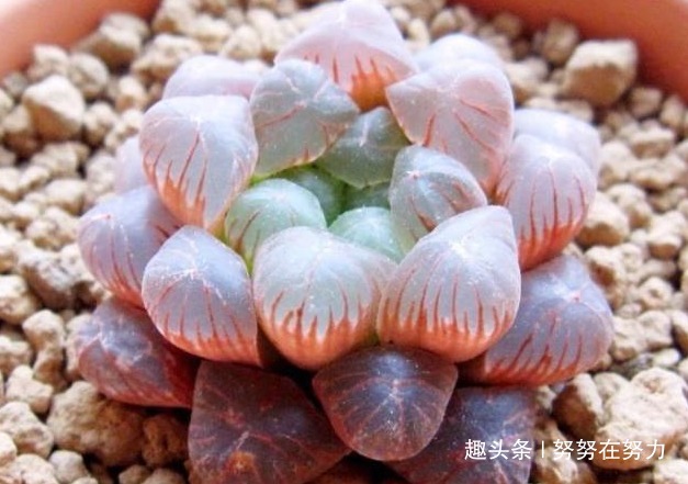 张大爷养“玉露”8年，总结了4个养护“小妙招”，个个晶莹剔透！