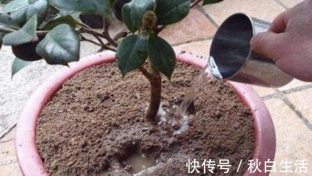 土壤有“虫卵”,3个“小步骤”做好,土壤变干净,花卉不烂根