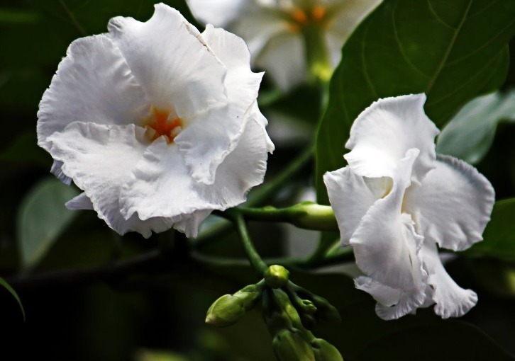 此花绿叶青翠欲滴，素白的花色看起来纯净如玉，代表了天真与希望