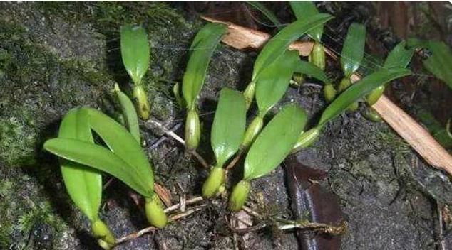 一株就两片叶子,中间还夹颗珠子,价值极高,别当杂草