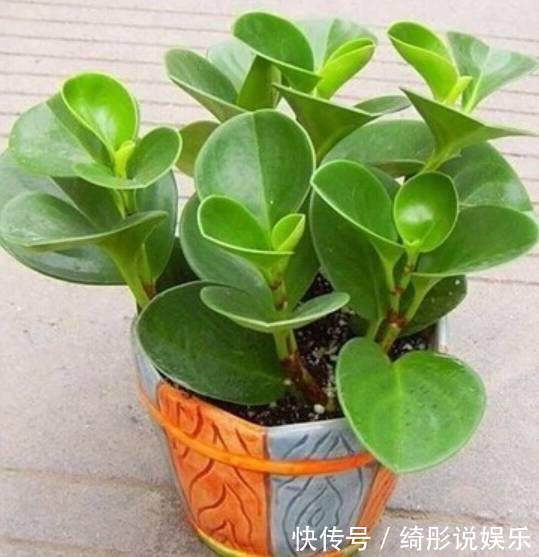 随便掐个枝叶都能养活的4种盆栽植物，不用你管就能爆盆！