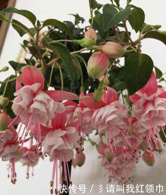 色泽|花型最奇特的盆栽,这种花色泽艳丽,玉笑珠香,欣赏价值极高