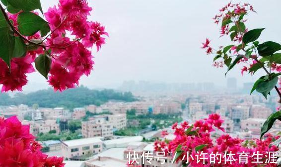 催花|养三角梅别宠着它,对它越狠花越多