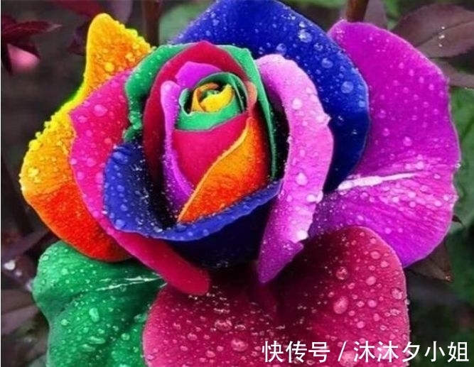 4种花被称为花卉界的劳模,开花漂亮一年不停,超爱爆盆的