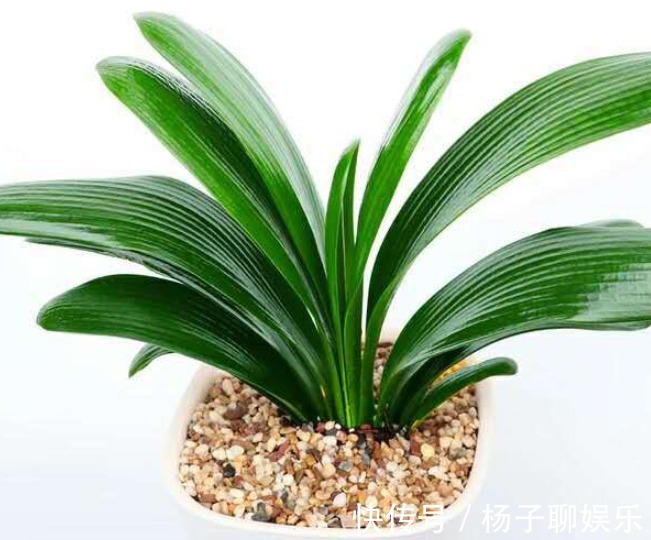 花友|想养君子兰,选对入手时间,直接生长,不用缓苗!
