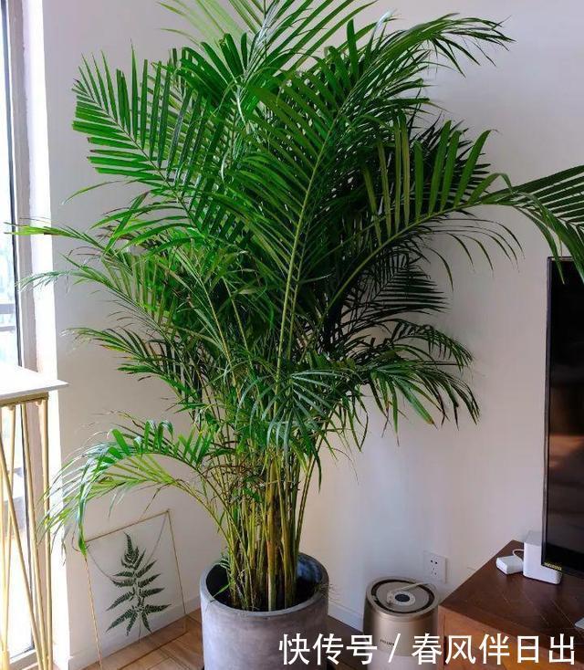 聪明人客厅养花,首选“6种”盆栽,好养好看,家人身体越来越好